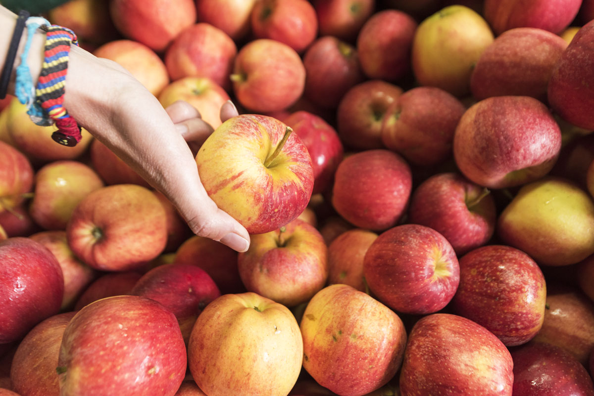 apples popovo polje 1