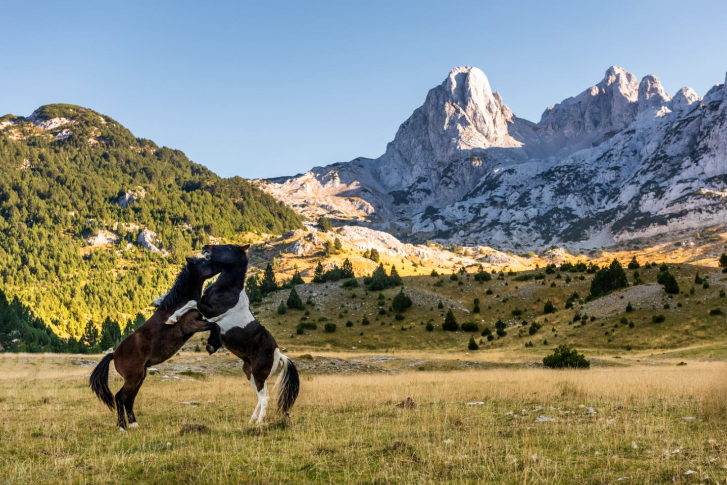 Prenj: Zelena glava 2103 m